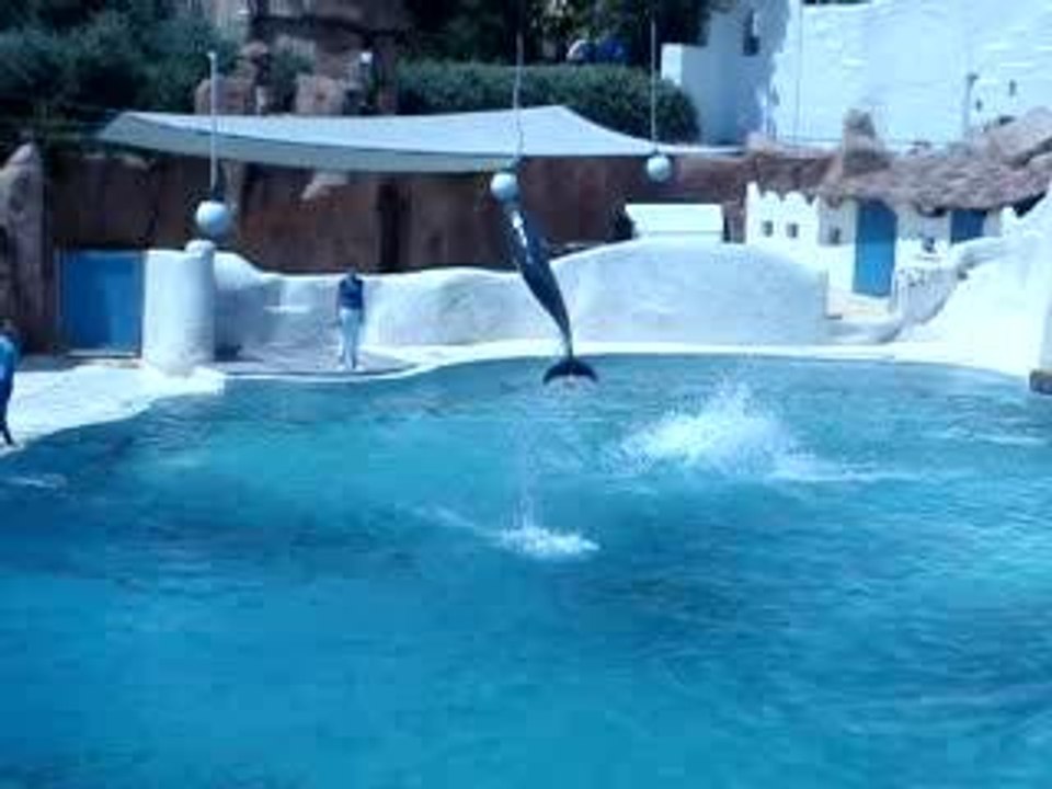 spectacle dauphins