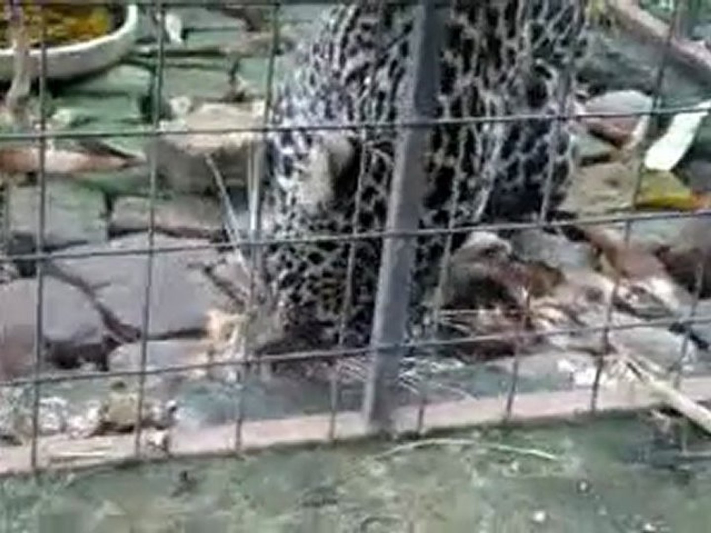 ⁣Leopard hamster 3