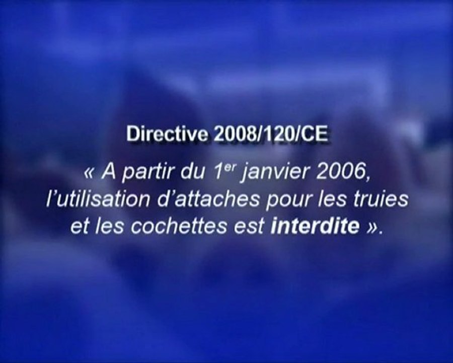 Les cochons victimes d'éleveurs français hors la loi