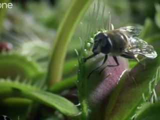 Life - Venus Flytraps:  Jaws of Death