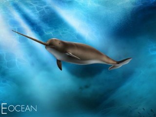 Narwhal 3D Rendering