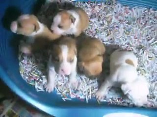 la petite famille à 4 semaines...