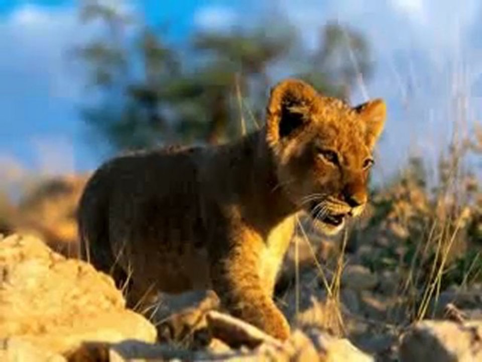 Lions