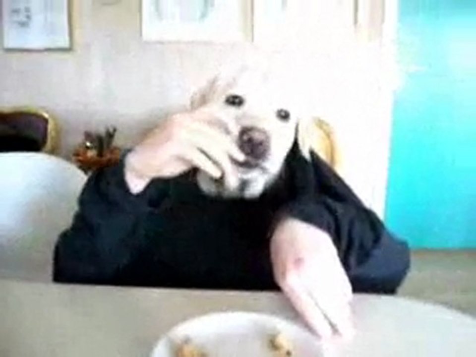 Un drole de chien... - www.seb-leblog.com