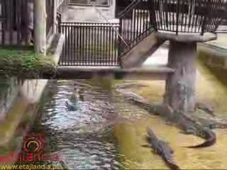 Karmienie krokodyli na farmie krokodyli w Samut Prakan