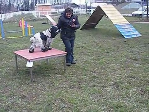 Agility mars 2010 - Boomer