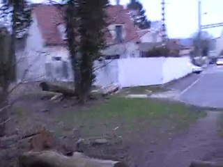 la promenade des chiens