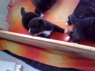 chiots de Rayka 2 semaine : mais ou est maman ??