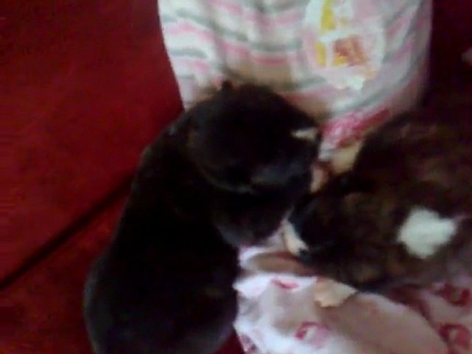 Clara et les chiots