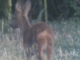 Les chevreuils de plaine