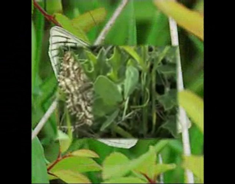 Flore et avi faune sur  terrain militaire