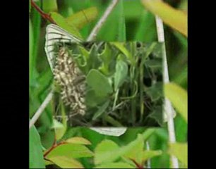 Flore et avi faune sur  terrain militaire