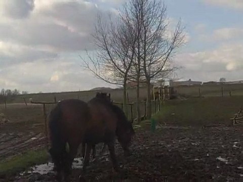 balou et furia première balade en amoureux