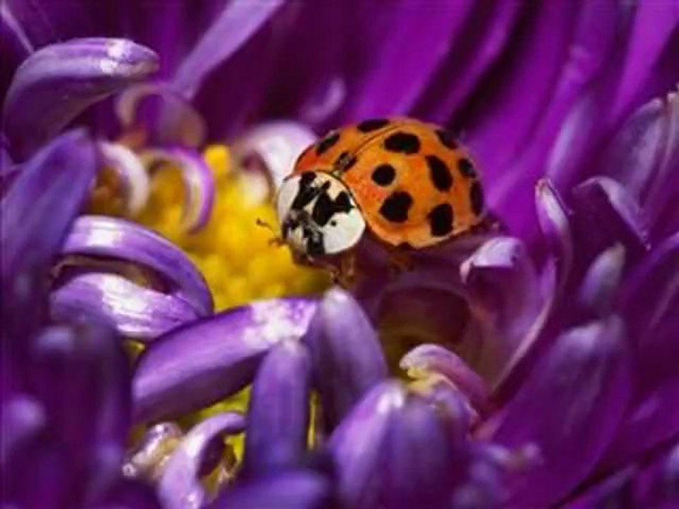 LES FLEURS OCEANES....