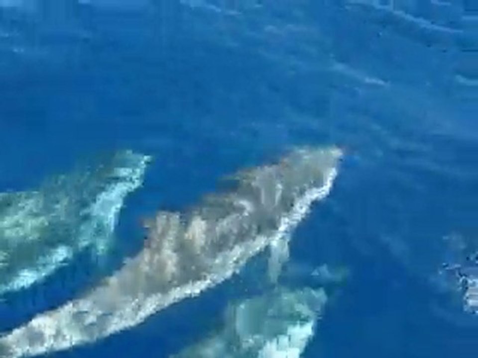 sortie peche et rencontre avec les dauphins