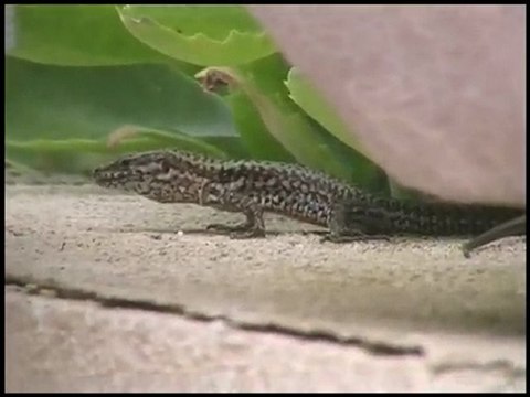 CTN - transfert mini DV