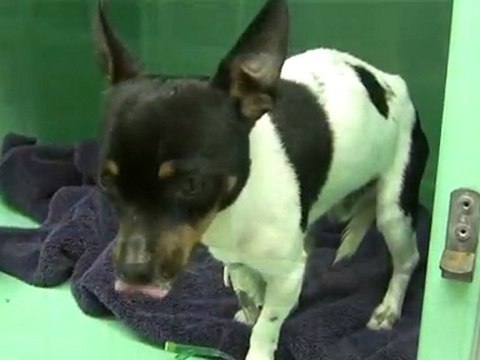 Dog Flu: Canine Influenza (CIV) In Dogs