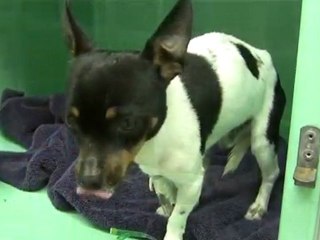 Dog Flu: Canine Influenza (CIV) In Dogs