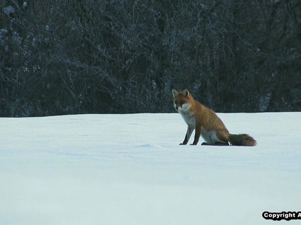 LE RENARD (Les quatre saisons de Goupil, "L'hiver").