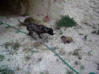 lapin vs Amstaff lol!!