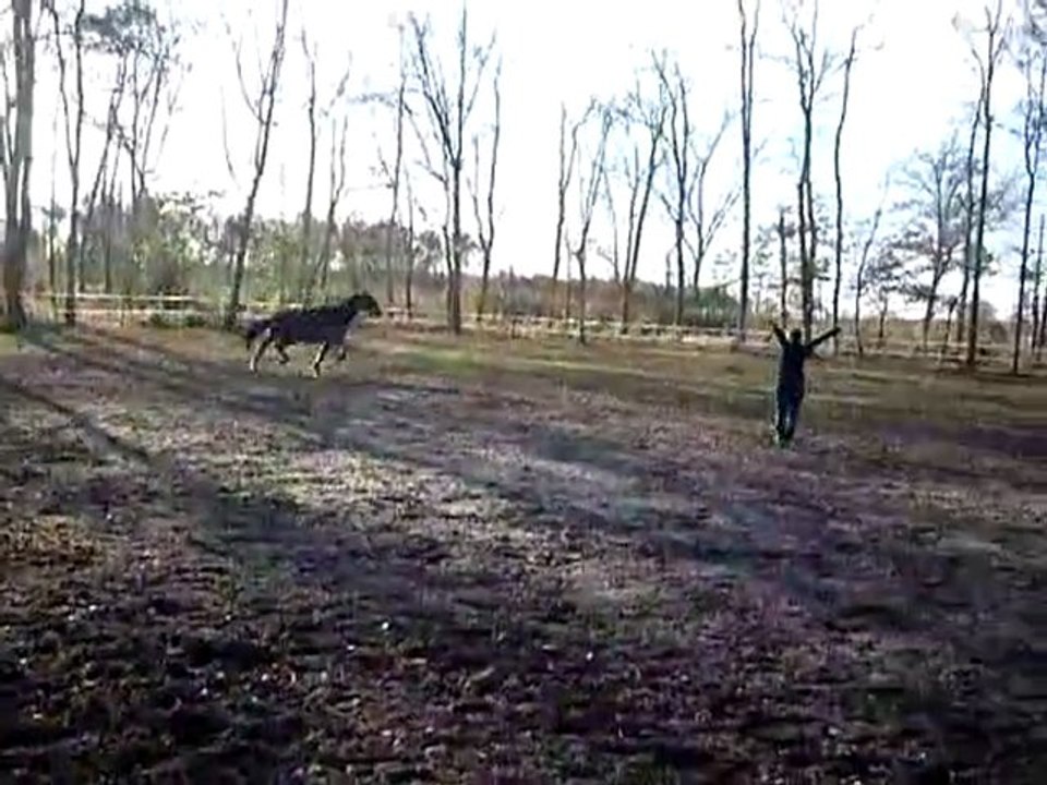 test selle ama longe 003.MOV