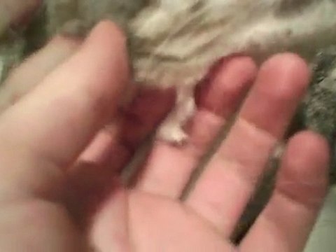 ZEPHYR HATES US [2/28/10] - 312