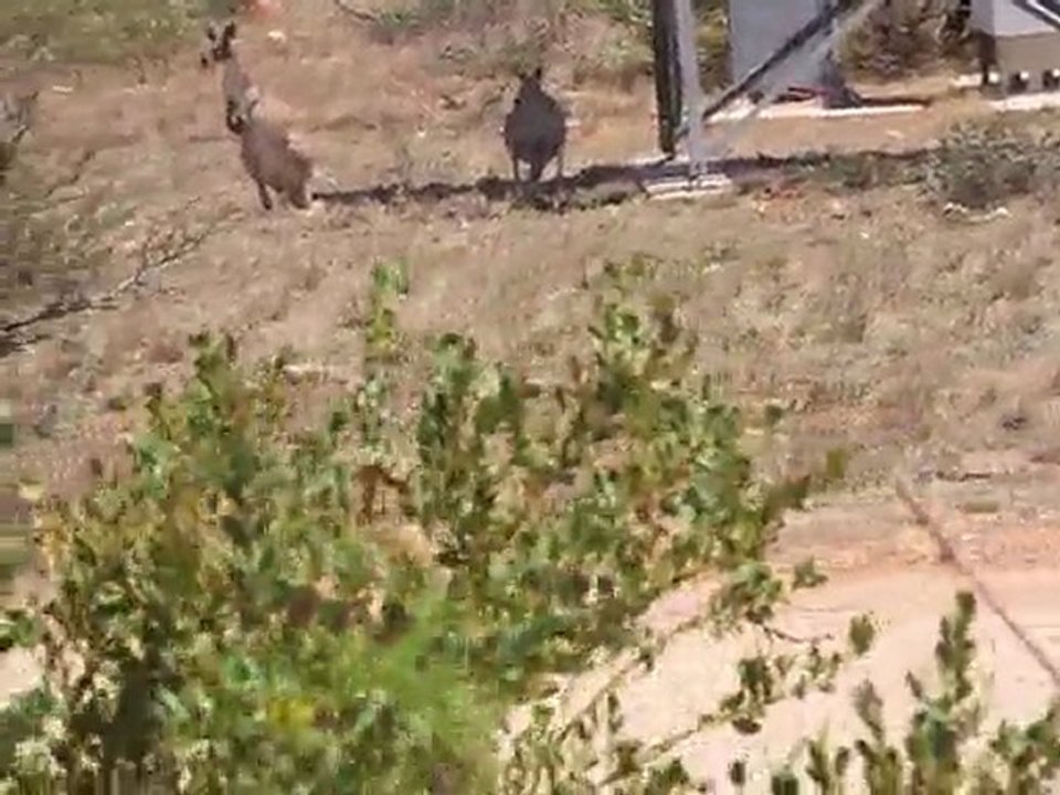 kangaroo fighting