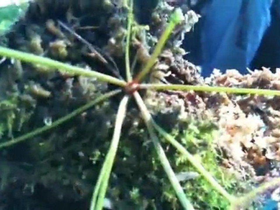 Plantiis: Podcast Episode 1 - Root Cutting Sundews