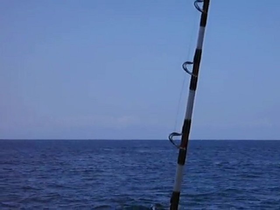 La baleine à bosse