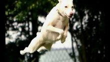 Dog Ear Infections