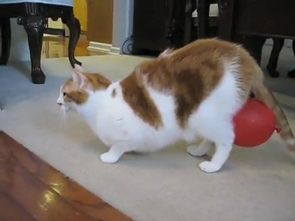 Chat + Ballon