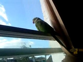 the bird sings R2D2.