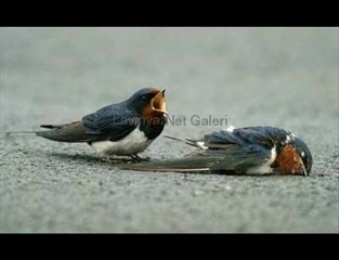 Candan Erçetin Sitem AS