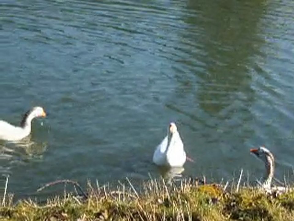 faune et flore : oie suite