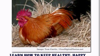 Building Chicken Coops To Cut Food Cost Down To Size