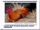 Building Chicken Coops To Cut Food Cost Down To Size