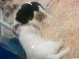 Cavalier King charles-Passage à une animalerie près de Bondy