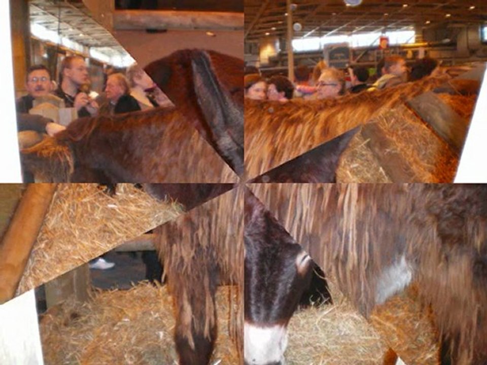 les ânes au salon de l'agriculture