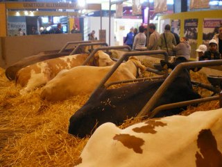 Les autres animaux du salon