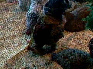 salon de l'agriculture 2010