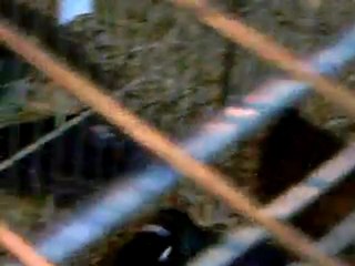 salon de l'agriculture 2010