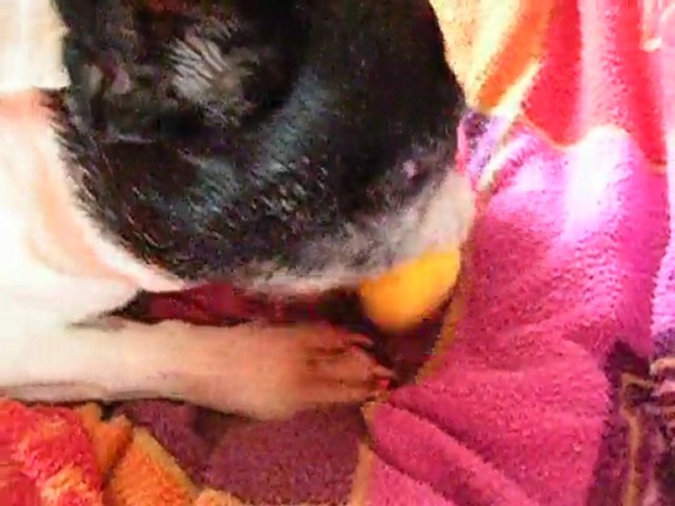 Vanie la destructrice