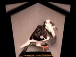 Pigeon Pals Racing Club Daily Results 224