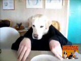 Top videos perros con manos - educar perro