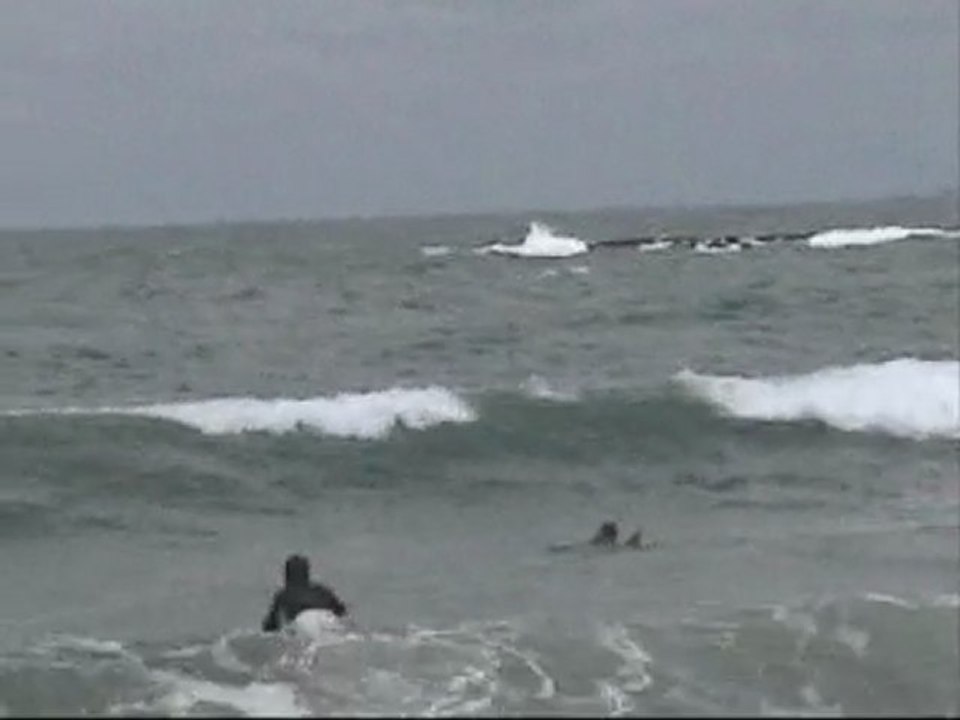 surf