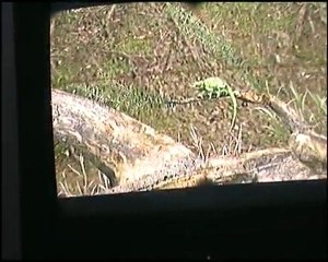 AFRIKA caméléon trouvé !