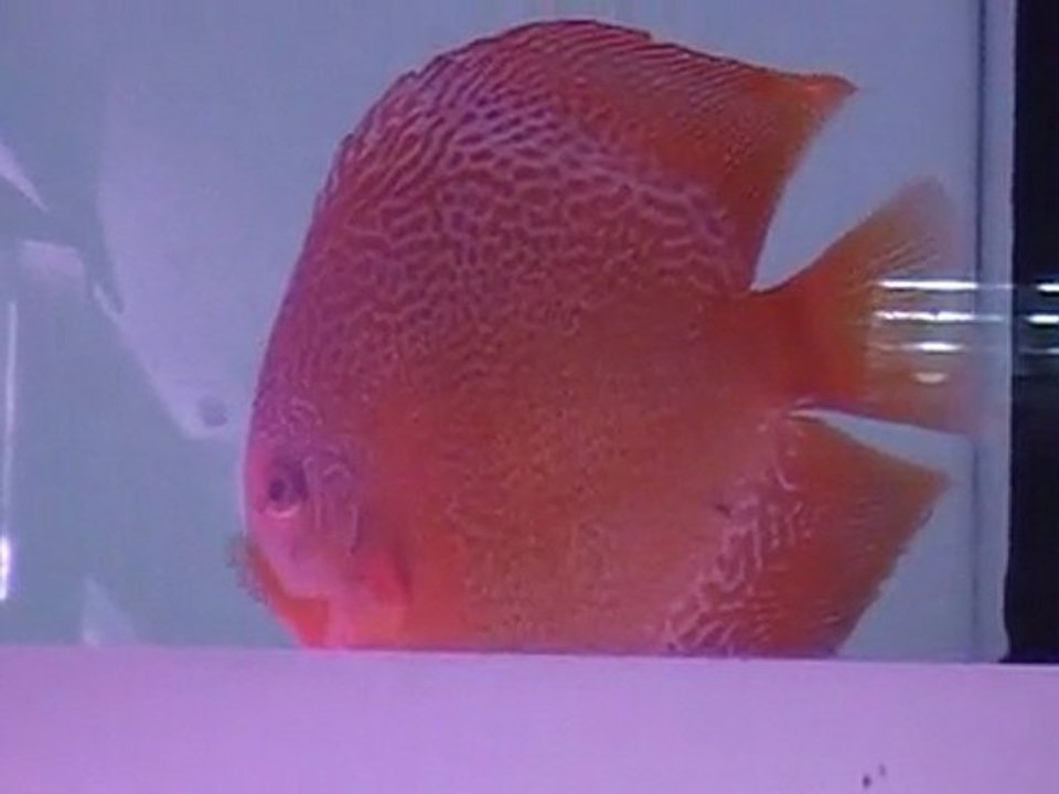 Discus 1.Championship of TURKEY