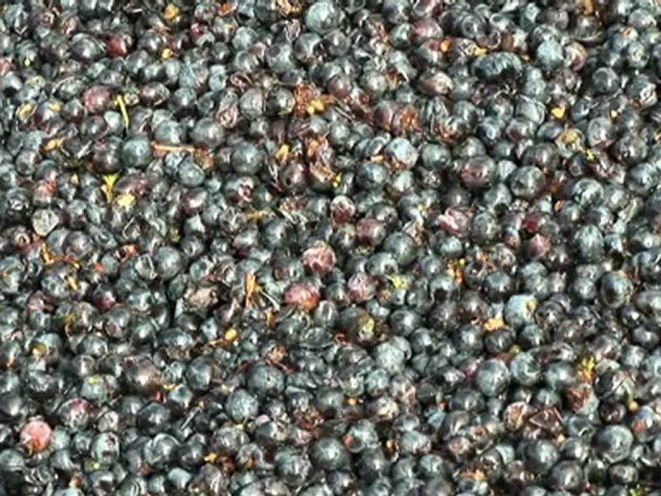 Vin de Bourgueil, vin rouge : Pontonnier