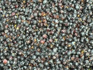 Vin de Bourgueil, vin rouge : Pontonnier