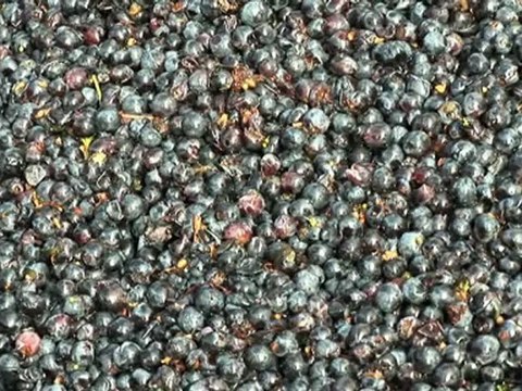 Vin de Bourgueil, vin rouge : Pontonnier